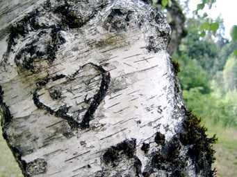 flickr-1290457223-medium