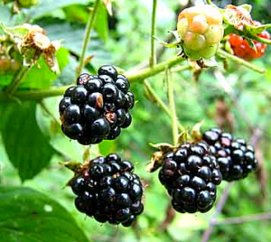 Screen Shot 2013-04-09 at 9.56.09 PM