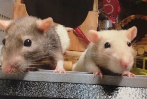 Apparently, they have freakishly long tails.