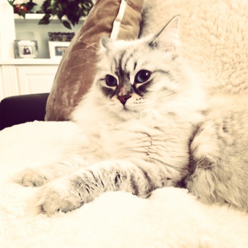 Could there be a more gorgeous cat?