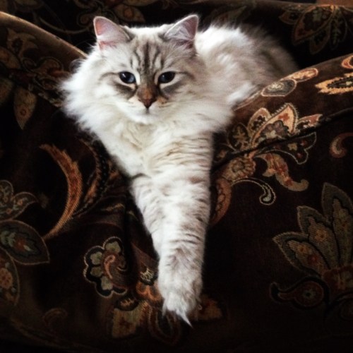 Mo hanging out on a favorite chair.